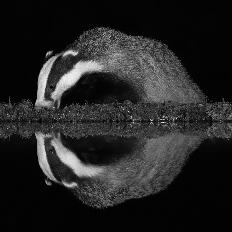 21 Badger reflection 